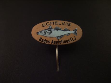 Schelvis ( familie van de kabeljauwen )zoutwatervis